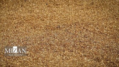 راهکار فوری برای خروج از آشفته‌بازار نهاده‌های دامی چیست؟