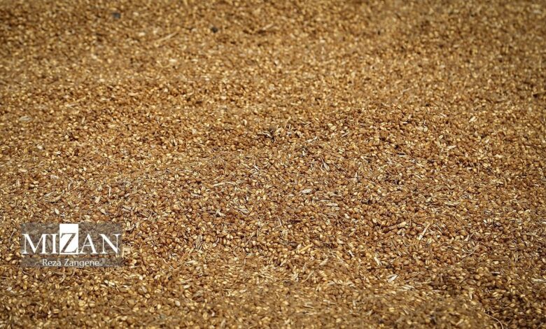 راهکار فوری برای خروج از آشفته‌بازار نهاده‌های دامی چیست؟