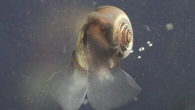 پلانکتون‌های آهکی‌ساز؛ قهرمانان نادیده گرفته‌ مبارزه با تغییرات اقلیمی