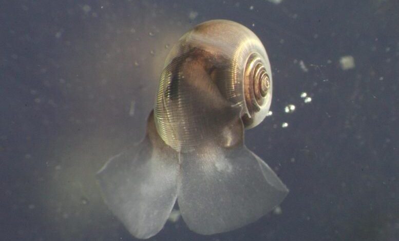 پلانکتون‌های آهکی‌ساز؛ قهرمانان نادیده گرفته‌ مبارزه با تغییرات اقلیمی