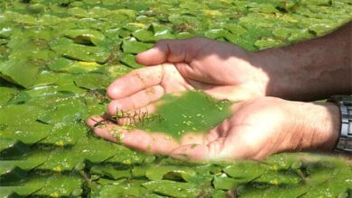 دستیابی به فناوری هوشمند ریزجلبکی برای تصفیه آب و جذب دی‌اکسیدکربن در ایران