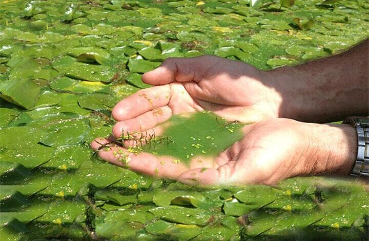 دستیابی به فناوری هوشمند ریزجلبکی برای تصفیه آب و جذب دیاکسیدکربن در ایران